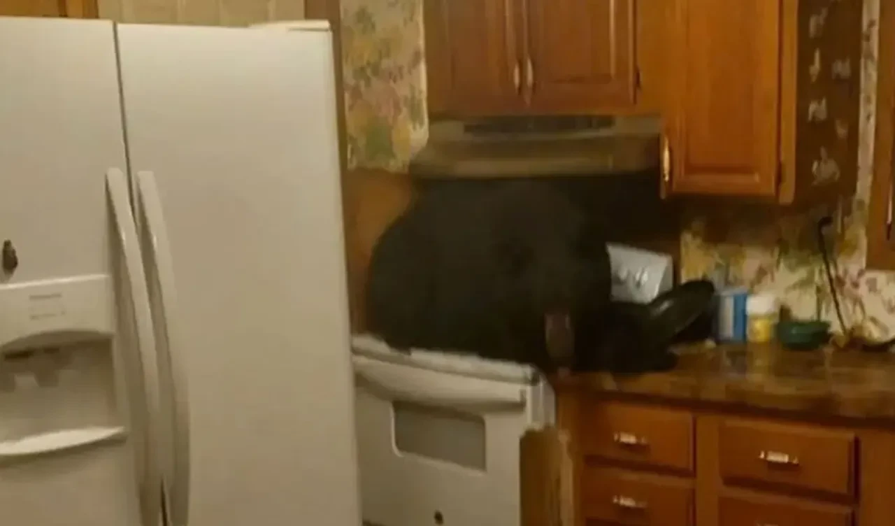 Sabah uyanıp mutfağa gitti, gördüğü karşısında şoke oldu! Devasa canavar ocakta öylece oturuyordu