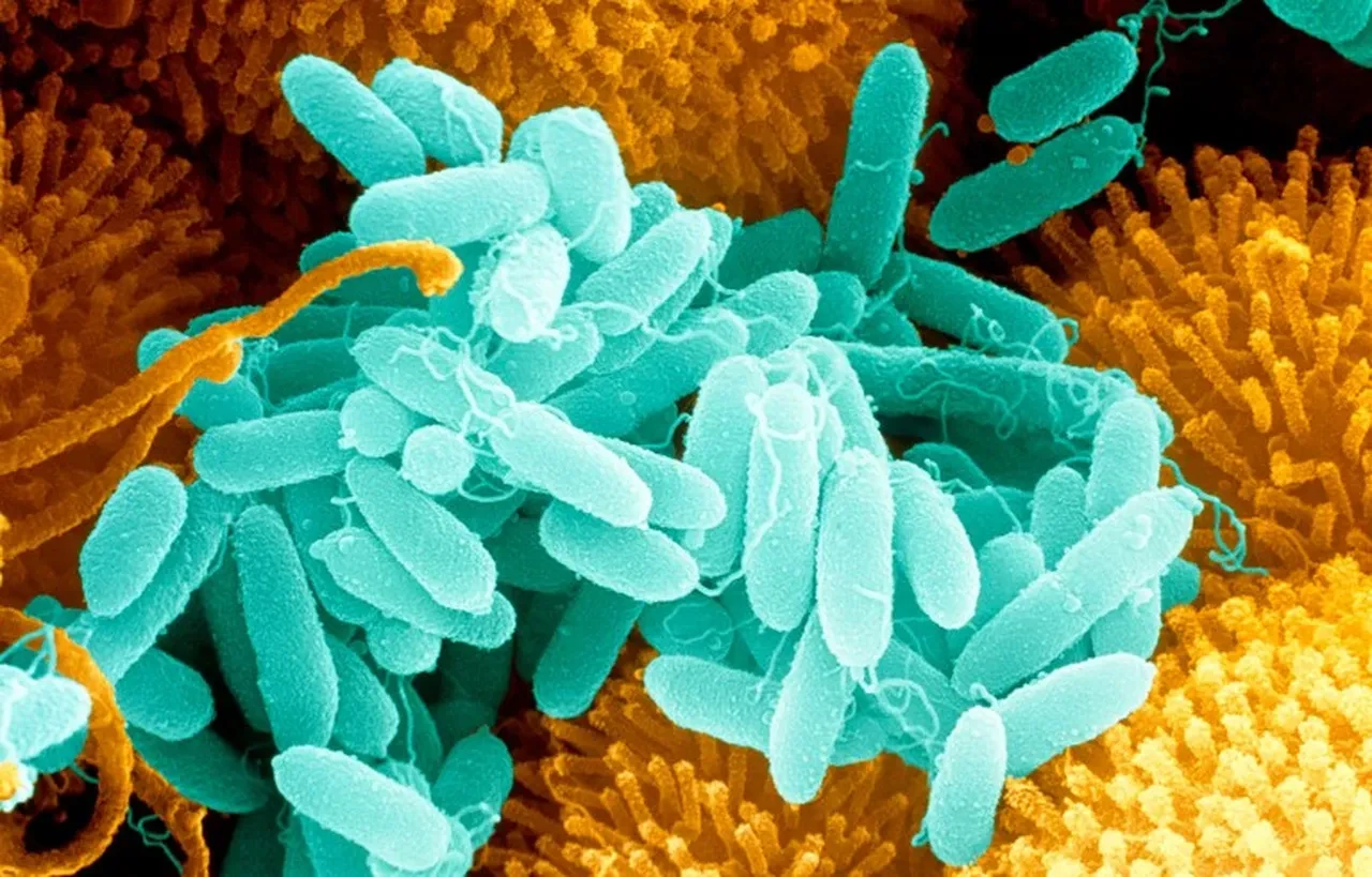 Sağlık sektöründe panik! Hastane cihazlarını yiyen bakteri kabusu!