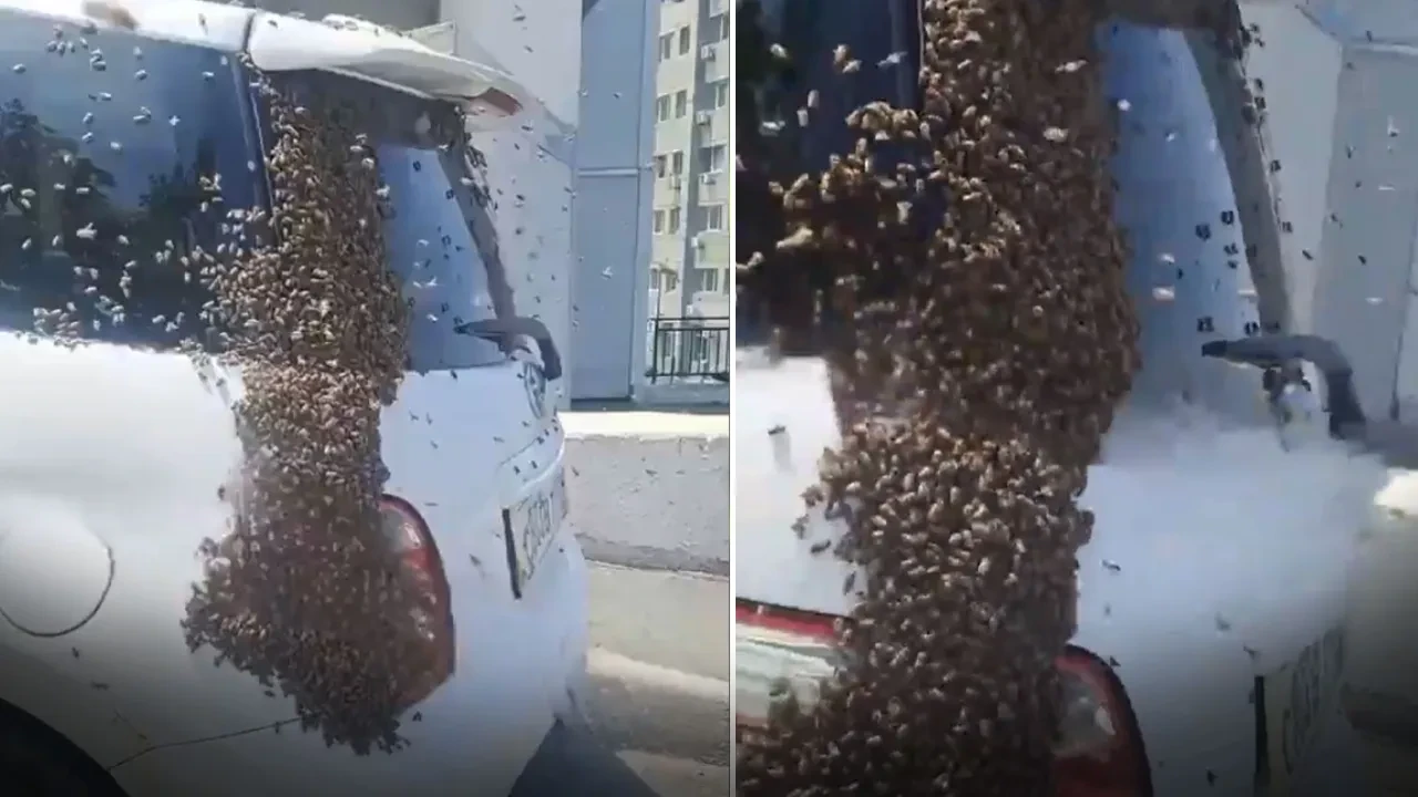 Seyir halindeki araca binlerce arı saldırdı! Saniyeler içinde istila ettiler, görenler paniğe kapıldı