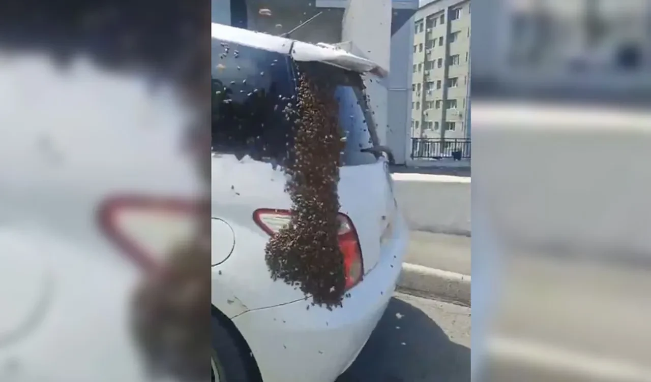 Seyir halindeki araca binlerce arı saldırdı! Saniyeler içinde istila ettiler, görenler paniğe kapıldı