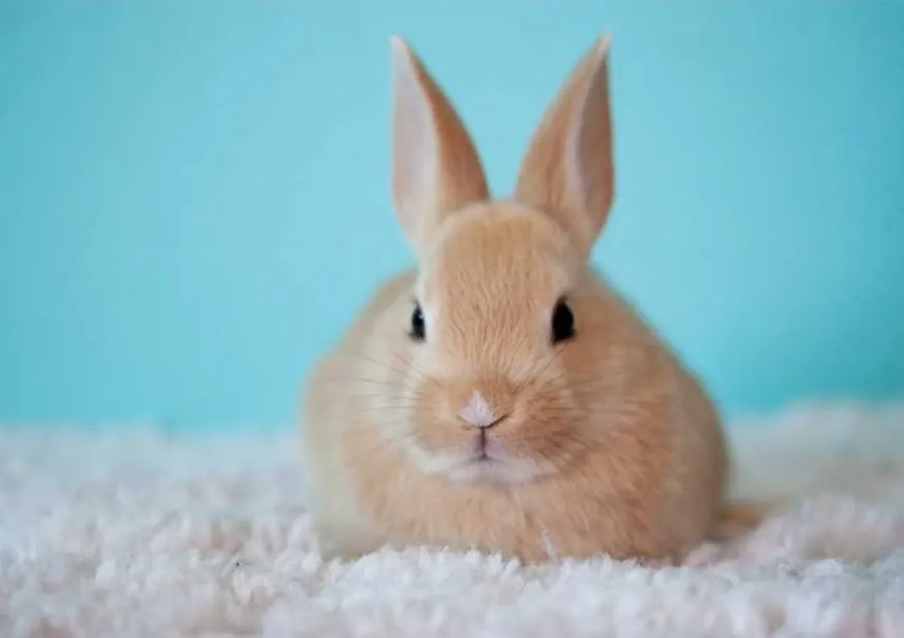 Tavşanın Kaç Ayağı Var? Tavşan Kaç Yıl Yaşar ve Ortalama Ömrü Ne Kadar?