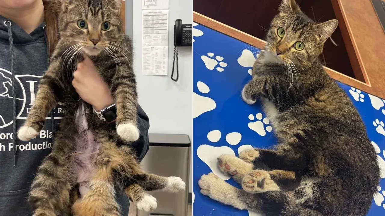 6 bacaklı kedi Bitsy kurtarıldı: Hayatına yeni bir sayfa açıldı