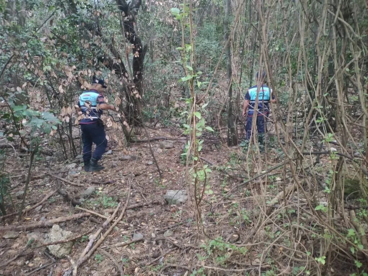 Aydın'da ilginç olay! Çantasını yaban domuzları kaçırdı