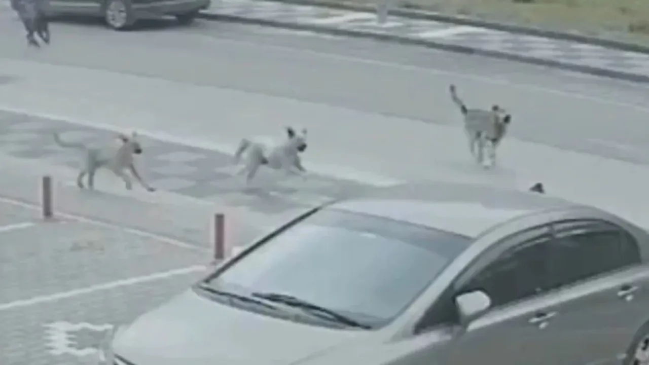 Başıboş köpek dehşeti son bulmuyor! Bu kez yer Ankara: 'Çocukları okula gönderemiyorum'