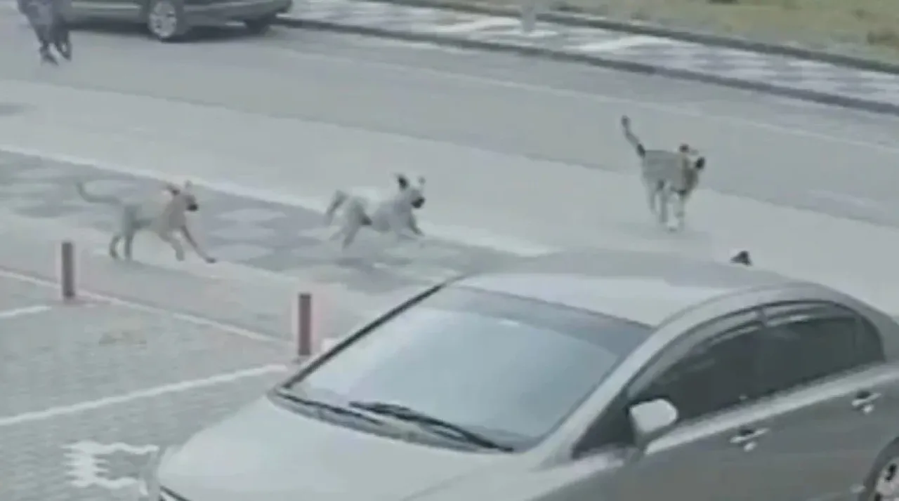 Başıboş köpek dehşeti son bulmuyor! Bu kez yer Ankara: 'Çocukları okula gönderemiyorum'