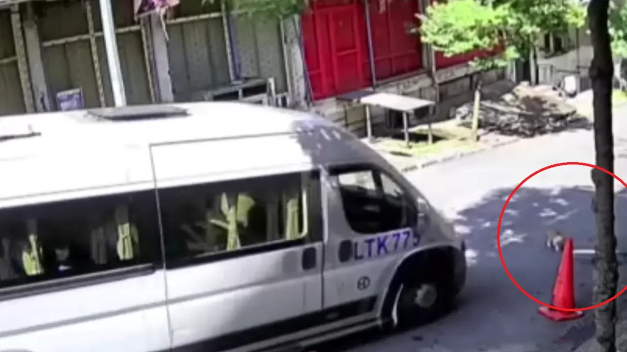 Böyle vicdansızlık görülmedi! Uyarıya rağmen kediyi ezip kaçtı