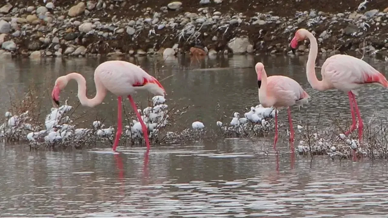 Flamingolar nerede mola verileceğini iyi biliyor!