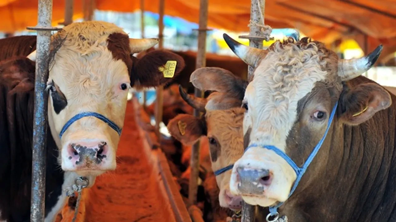 Kurban kesecekler dikkat! Bunları yapana ağır para cezası uygulanacak 