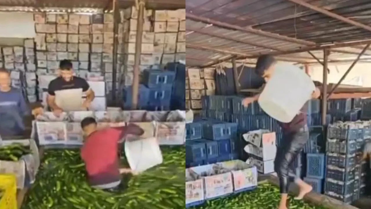 Satılacak salatalıkların içine böyle girdi! Skandal görüntü