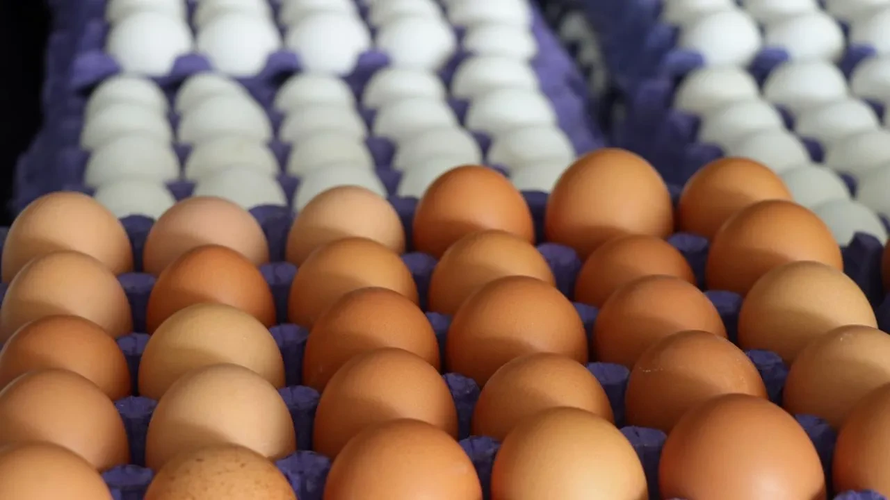 Sofralık yumurta ihracatına muafiyet kararı!