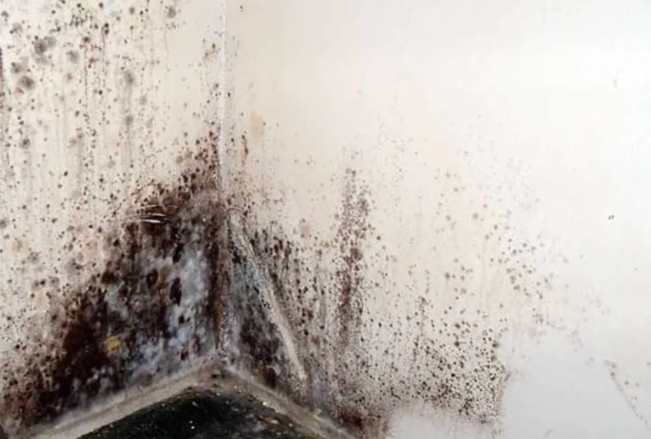 Temizlik uzmanı açıkladı: Evlerdeki küfü söküp atıyor, tekrardan oluşmasını önlüyor