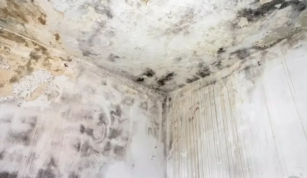 Temizlik uzmanı açıkladı: Evlerdeki küfü söküp atıyor, tekrardan oluşmasını önlüyor