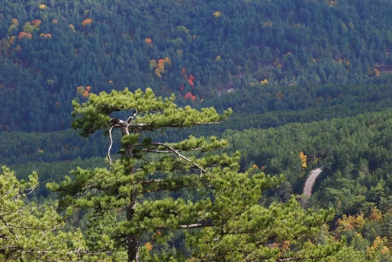 2 ilde ormanlık alanlara girişler 3,5 ay boyunca yasaklandı