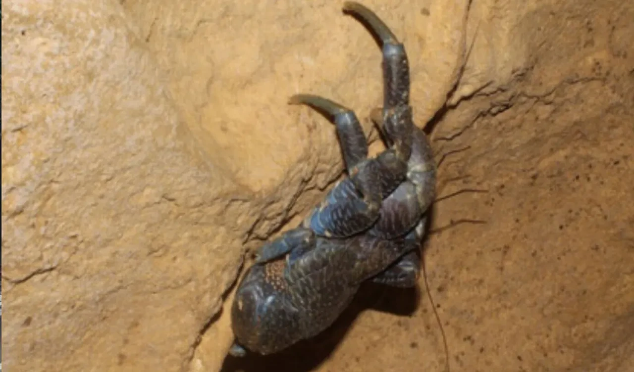 Bilim insanlarından şans eseri keşif! Ücra adadaki devasa canavar 150 yıl sonra ilk kez görüldü