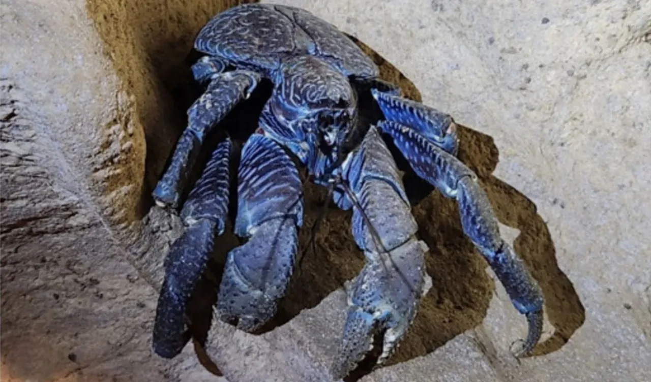 Bilim insanlarından şans eseri keşif! Ücra adadaki devasa canavar 150 yıl sonra ilk kez görüldü