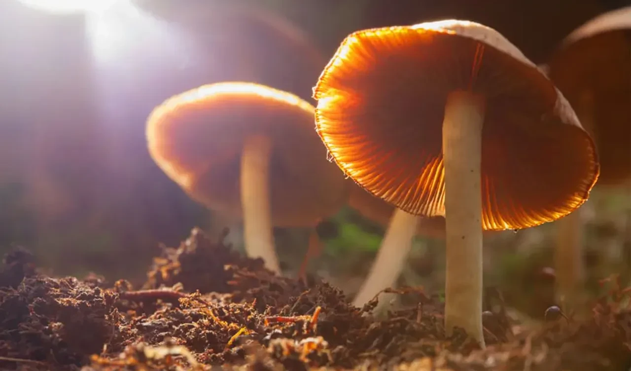 Dağcılar arkadaşlarının öldüğünü düşünüp polisi aradı! Gerçek bambaşka çıktı