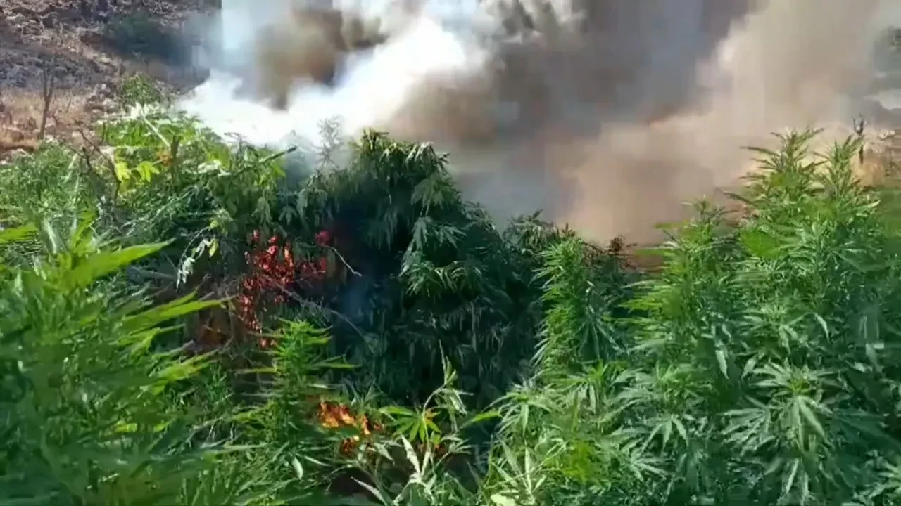 İHA'larla uyuşturucu operasyonu! 3 milyon kenevir ele geçirildi