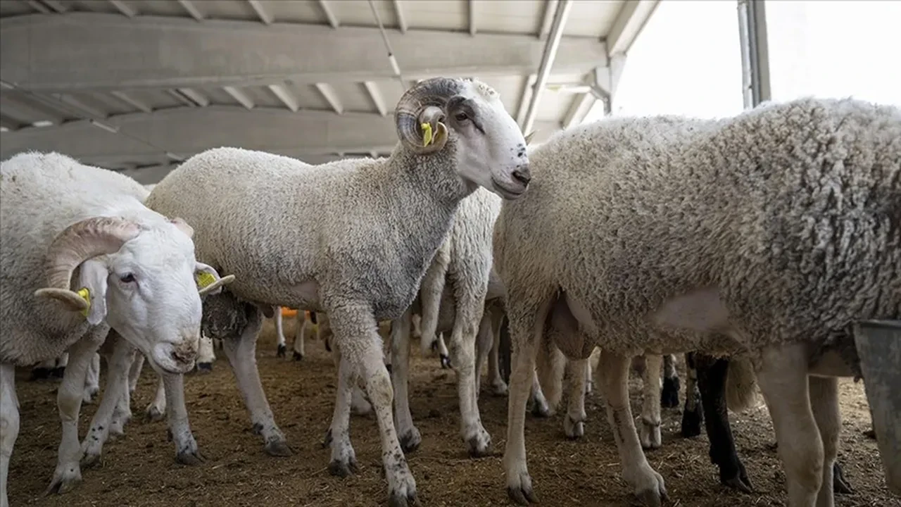 İşte kurbanlık piyasasında son durum: 45 Bin lirayı buldu!