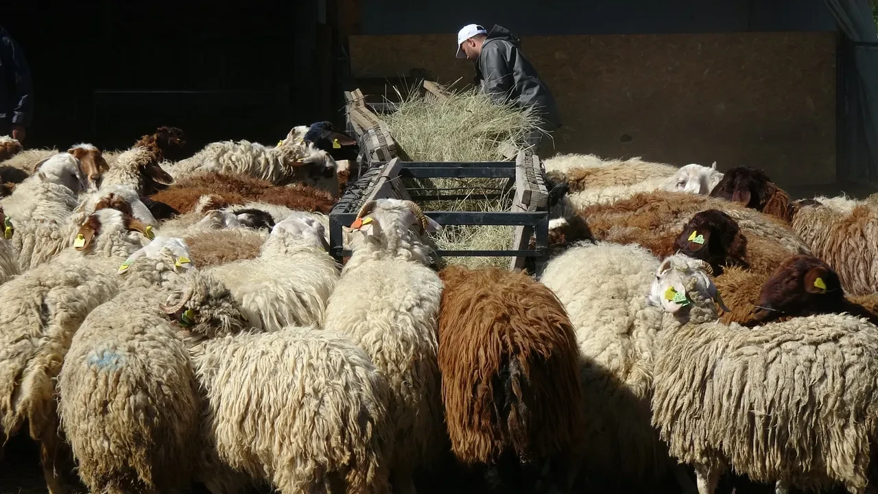 İşte kurbanlık piyasasında son durum: 45 Bin lirayı buldu!