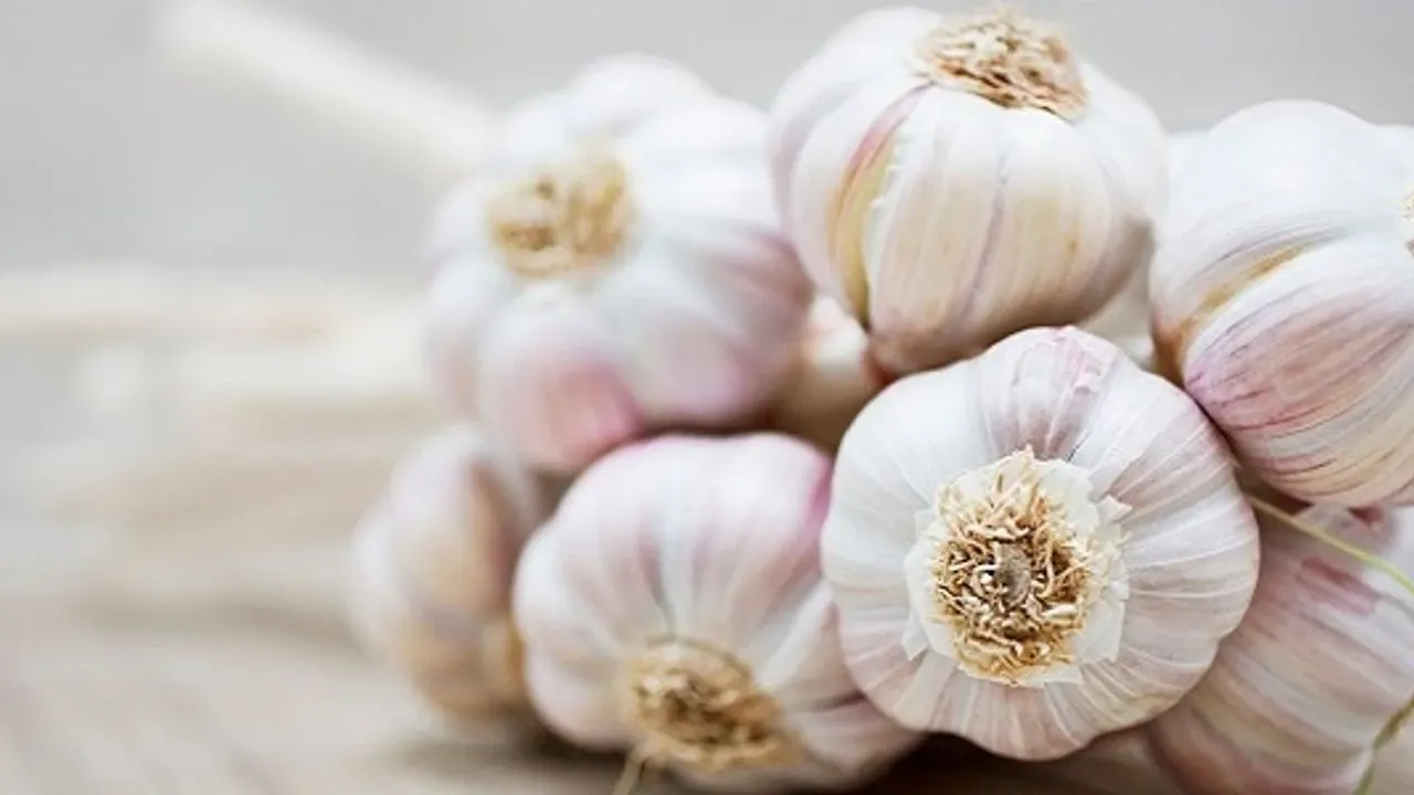Sarımsak gerçekten sivilceleri geçiriyor mu? Sosyal medyanın konuştuğu formülün perde arkası