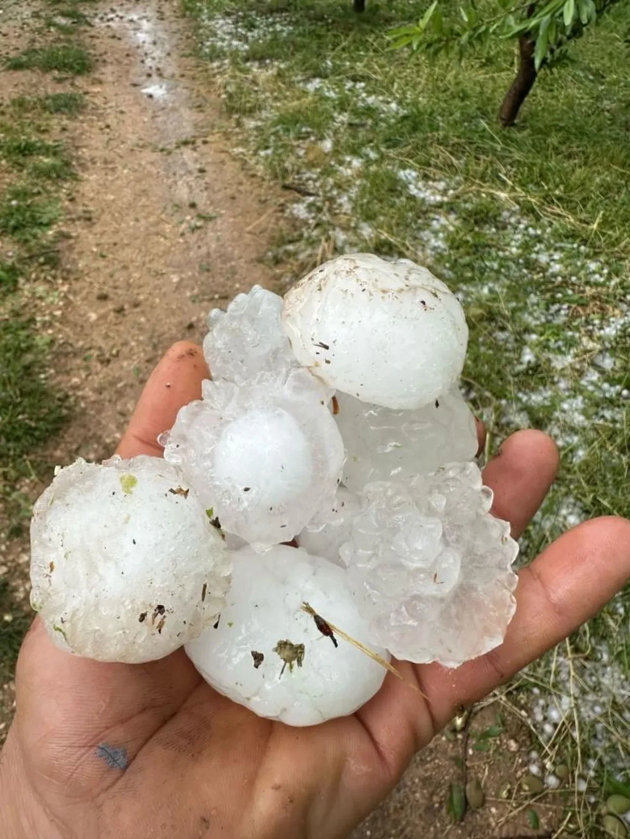 Adıyaman'da ceviz büyüklüğündeki dolu yağışı badem bahçelerine zarar verdi