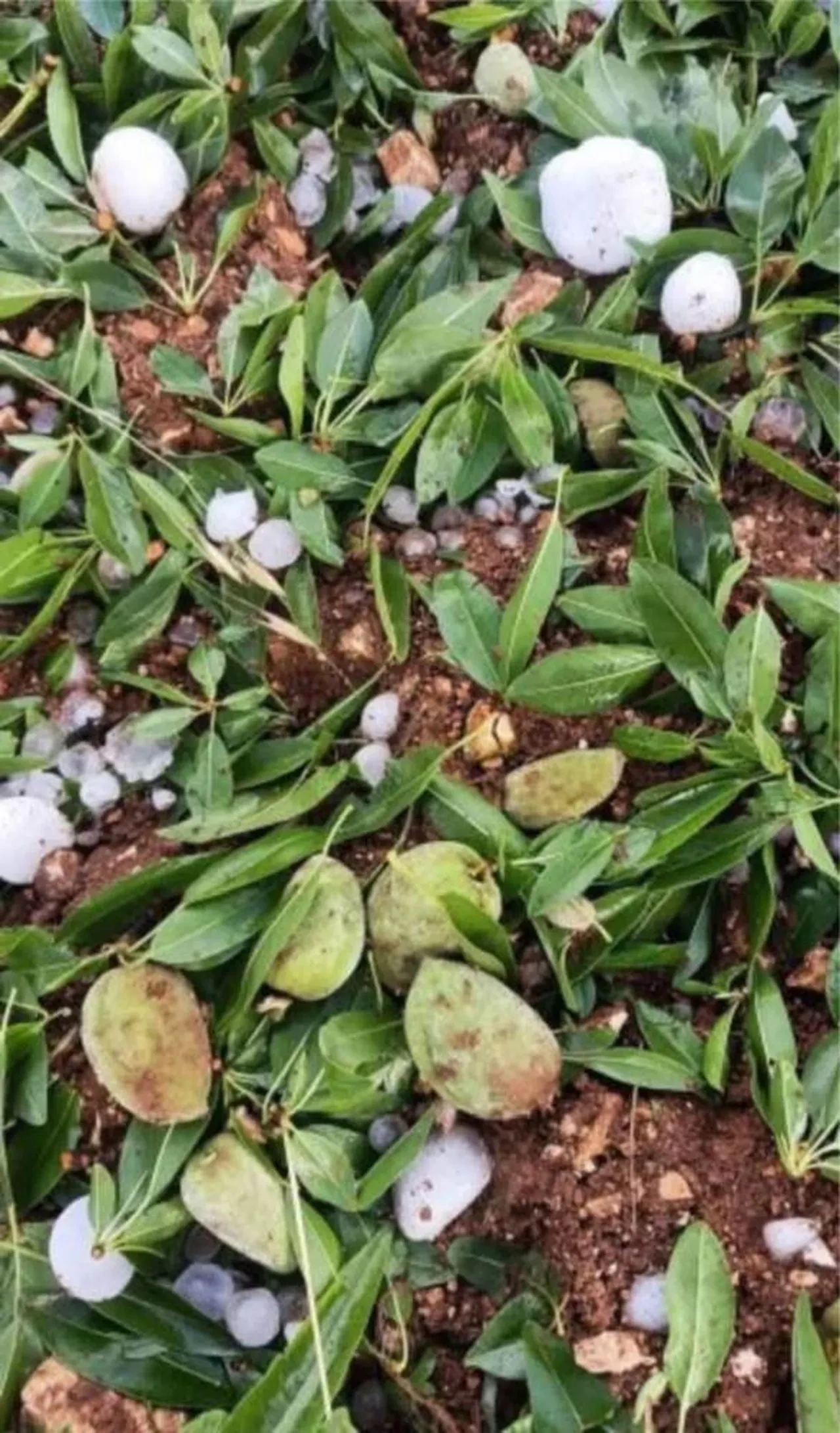 Adıyaman'da ceviz büyüklüğündeki dolu yağışı badem bahçelerine zarar verdi