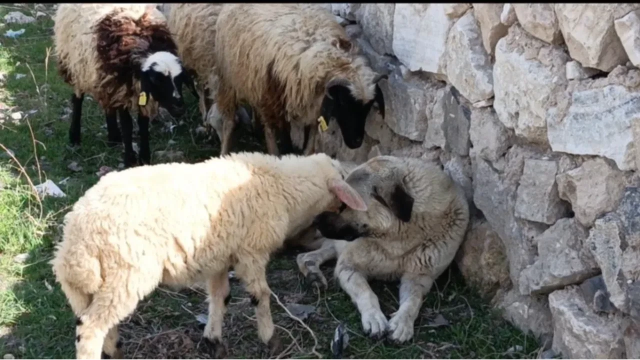 Bekçi değil, aileden: Köpek ve kuzunun sevgi bağı mest etti! 