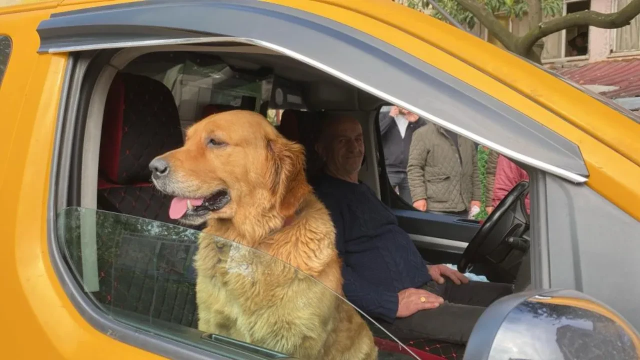 Bu taksinin co-pilotu sevimli Tarçın! Gören şaşkınlığını gizleyemiyor