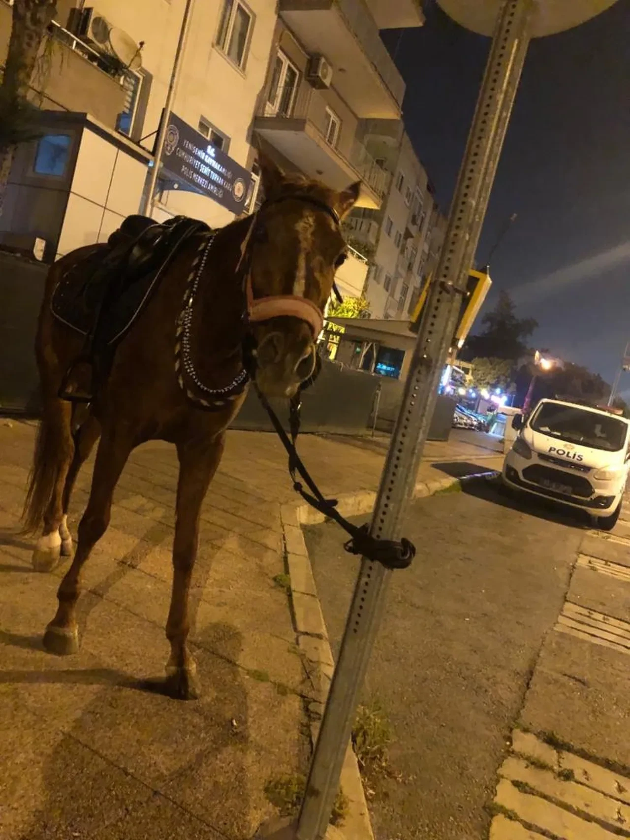 Şaka gibi olay! Alkollü ata binip markete gitti, cezayı yedi 