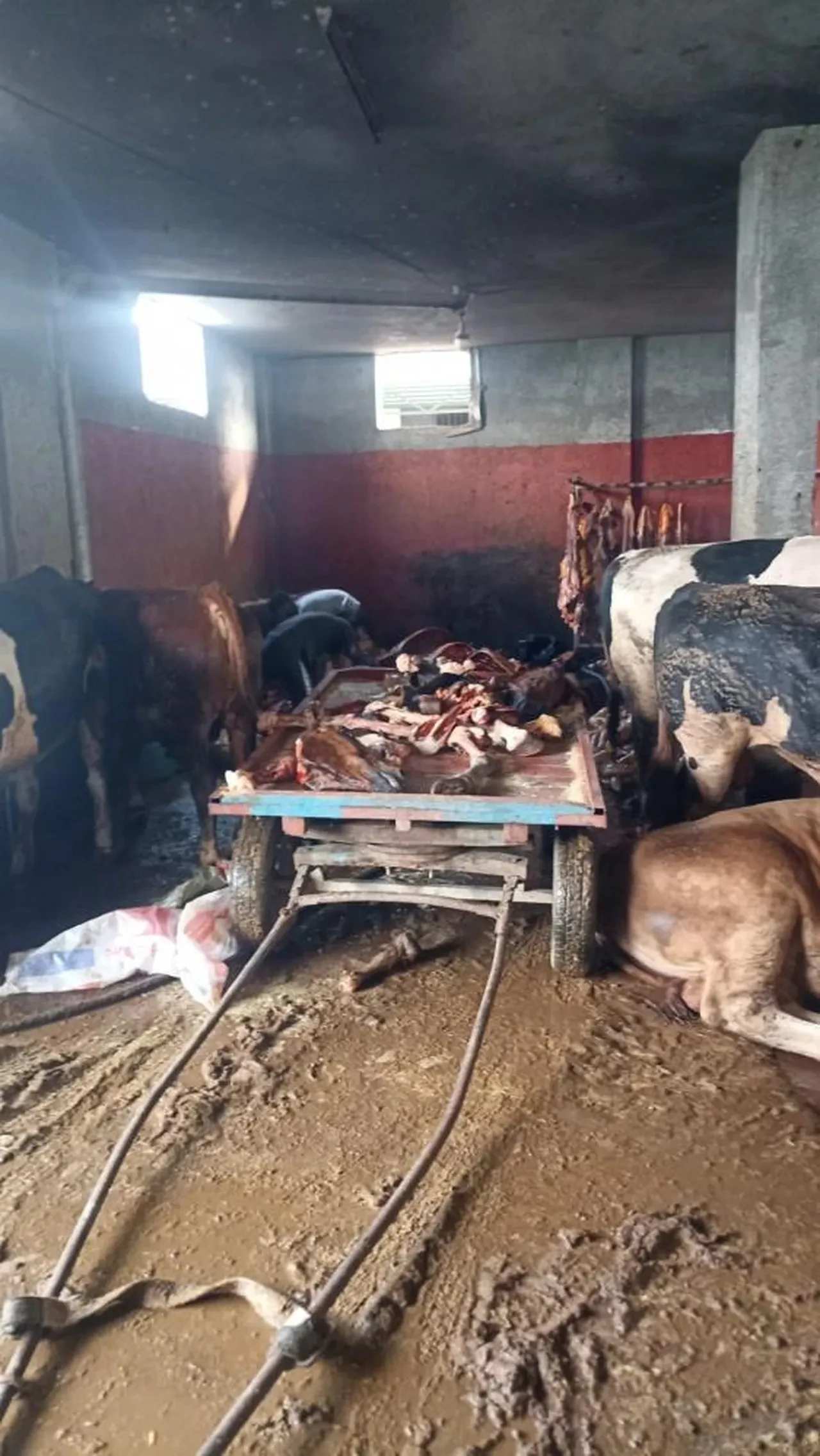 Adana'da mide bulandıran görüntüler! Tam 2.5 ton at etini vatandaşa yedireceklerdi