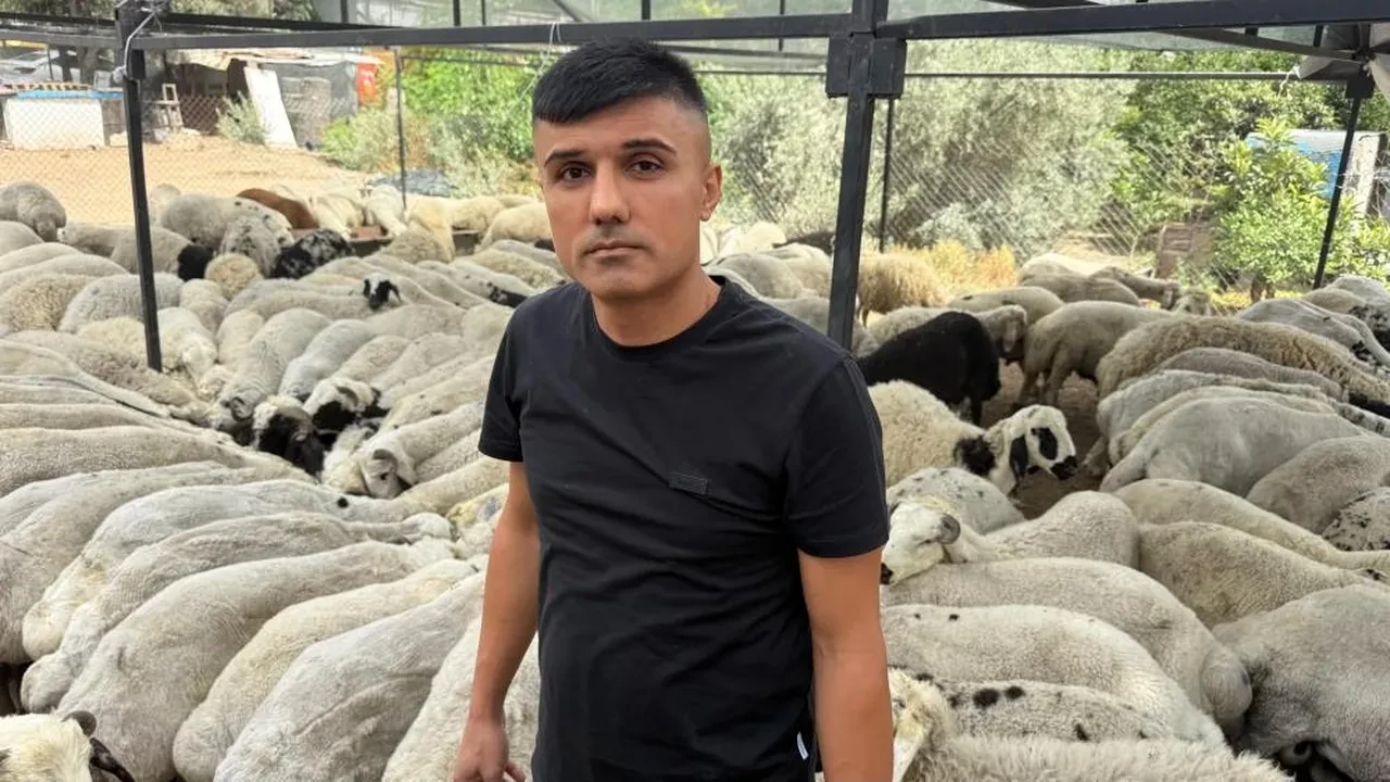 Bayram öncesi bu hile 'yok artık' dedirtti! Kurbanlıklar şişkin görünsün diye...