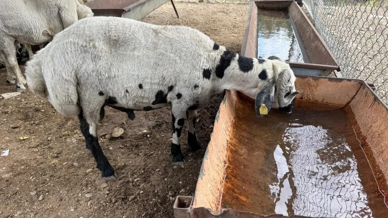 Bayram öncesi bu hile 'yok artık' dedirtti! Kurbanlıklar şişkin görünsün diye...