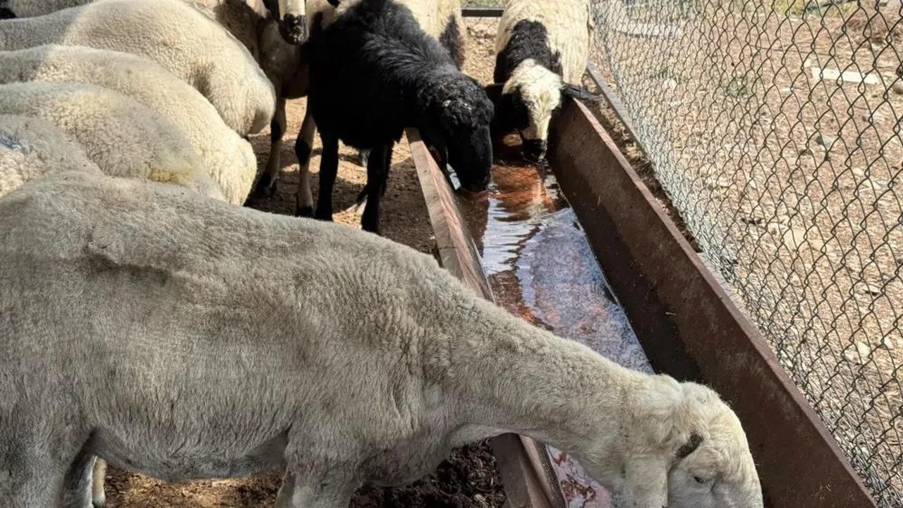 Bayram öncesi bu hile 'yok artık' dedirtti! Kurbanlıklar şişkin görünsün diye...