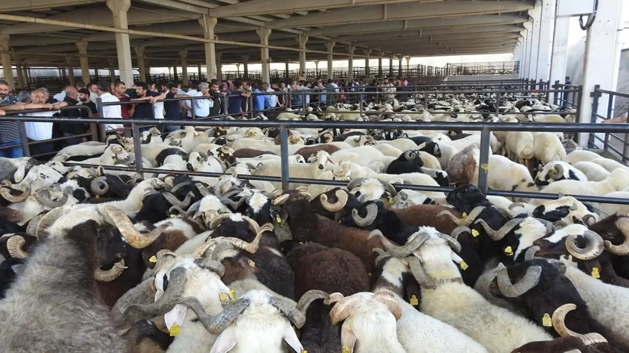 Bayram öncesi bu hile 'yok artık' dedirtti! Kurbanlıklar şişkin görünsün diye...