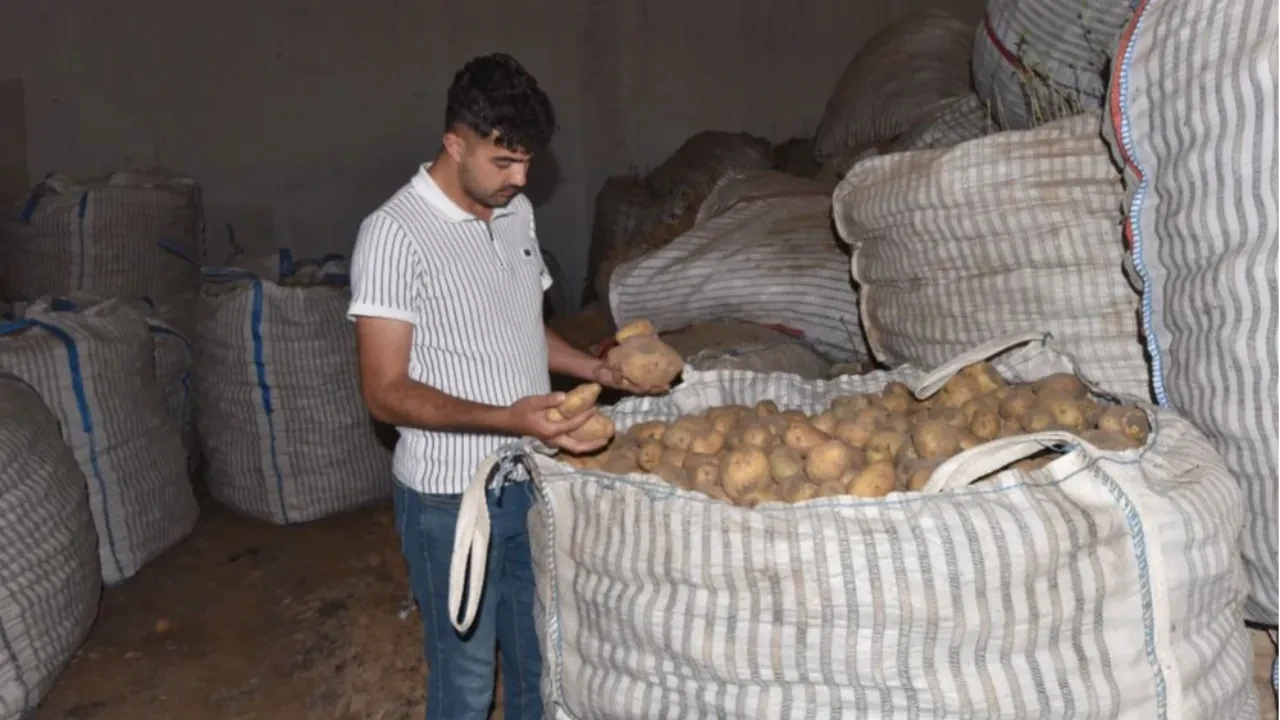 20 bin ton Ahlat patatesi elde kaldı: Alıcı çıkmazsa çöpe gidecek!