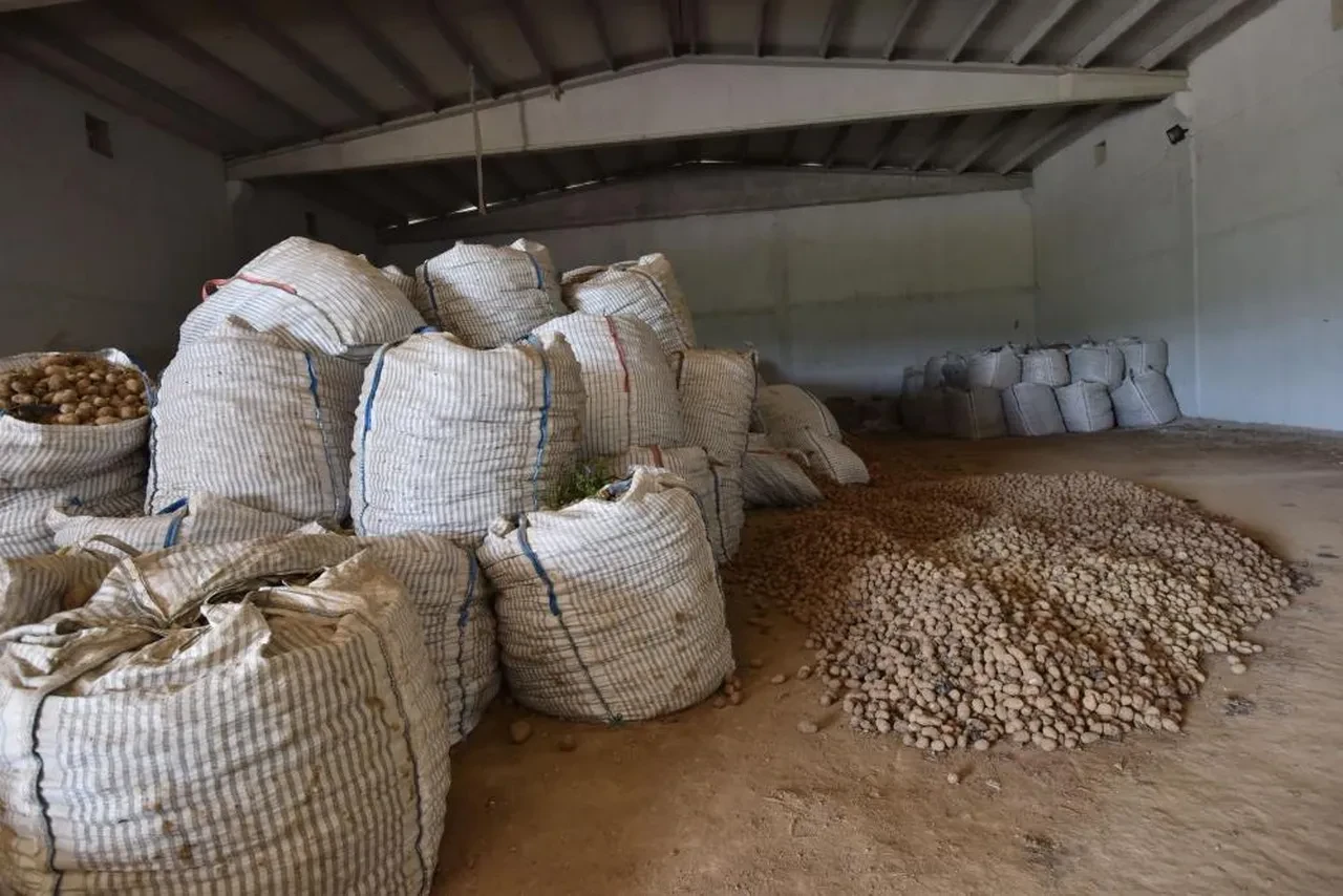 20 bin ton Ahlat patatesi elde kaldı: Alıcı çıkmazsa çöpe gidecek!