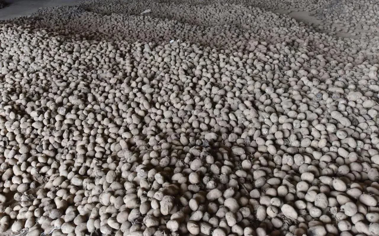 20 bin ton Ahlat patatesi elde kaldı: Alıcı çıkmazsa çöpe gidecek!