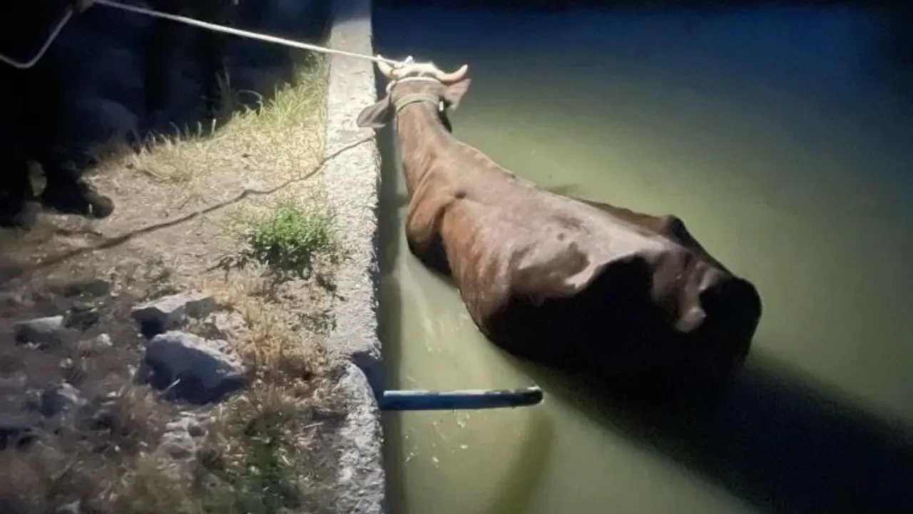 Adıyaman'da inek kurtarma operasyonu! Havuzdan iş makinesiyle çıkardılar 