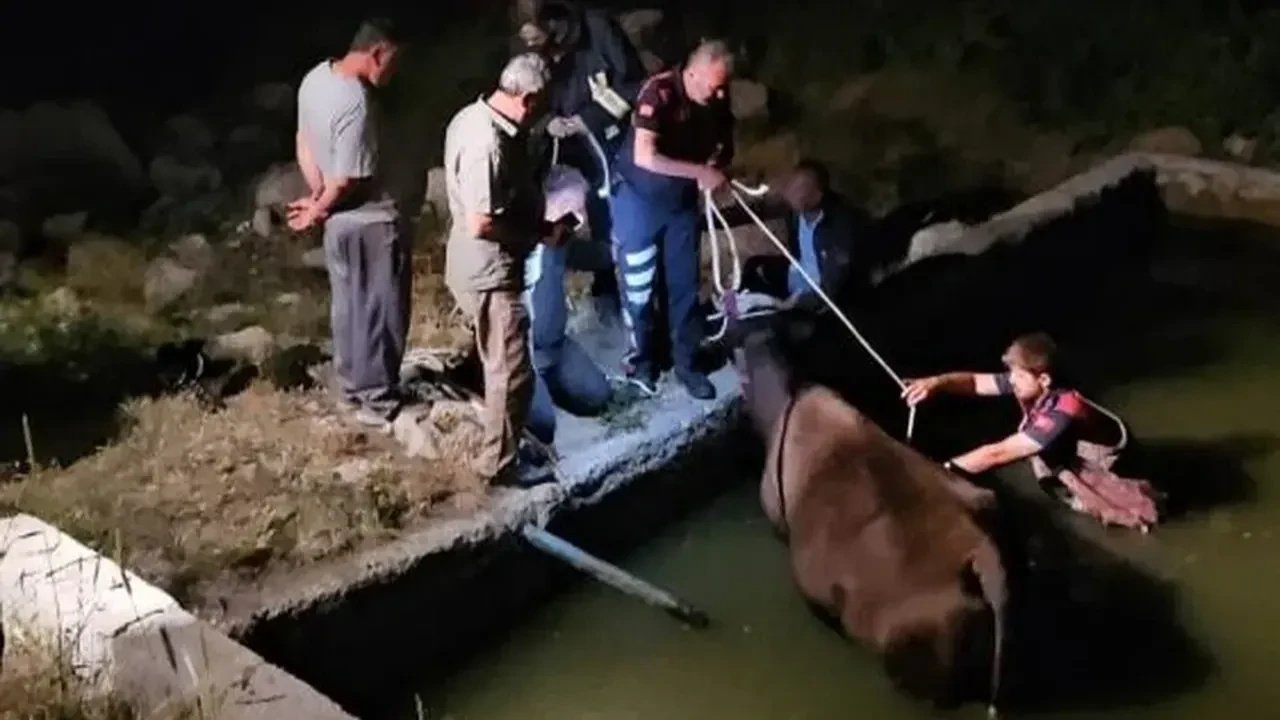 Gölbaşı'nda inek kurtarma operasyonu