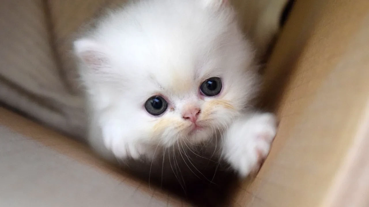 Kedilerin insanlar üzerindeki iyileştirici etkisine bilimsel açıklama geldi