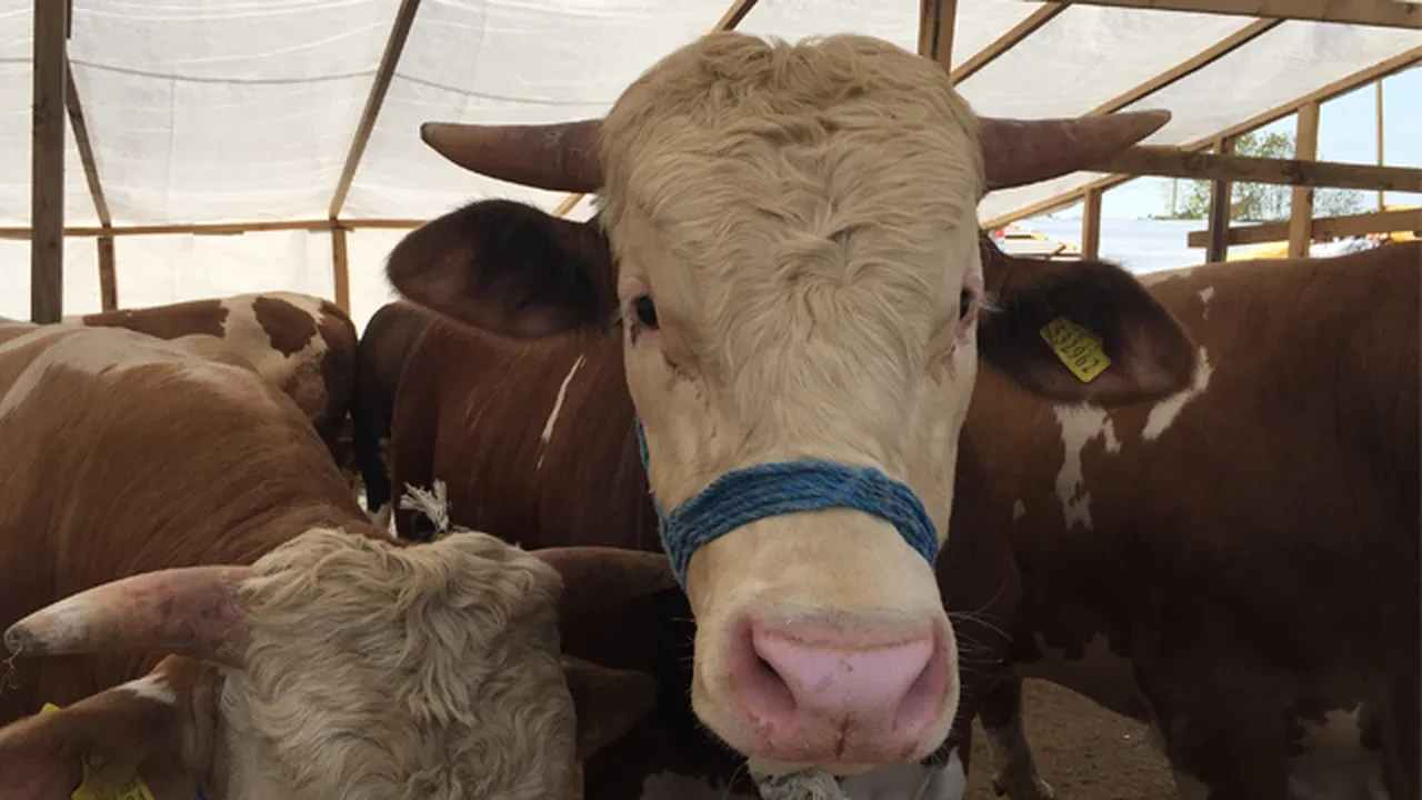 Sivas'ta şap paniği! Hayvan giriş çıkışları yasaklandı