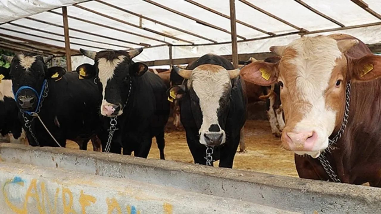 Sivas'ta şap paniği! Hayvan giriş çıkışları yasaklandı