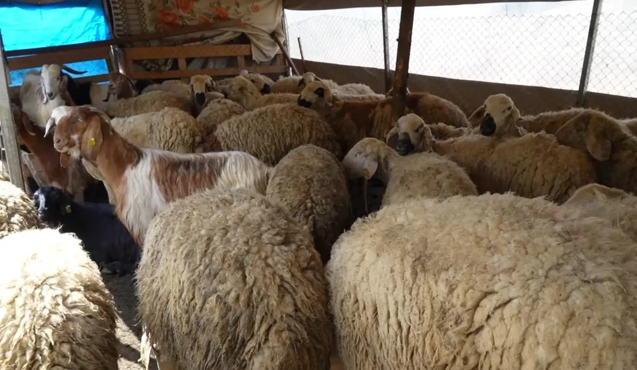 Bir kuzuyla büyüttüğü sürüsünü sabah korkunç halde buldu! Olayı gözyaşları içinde anlattı