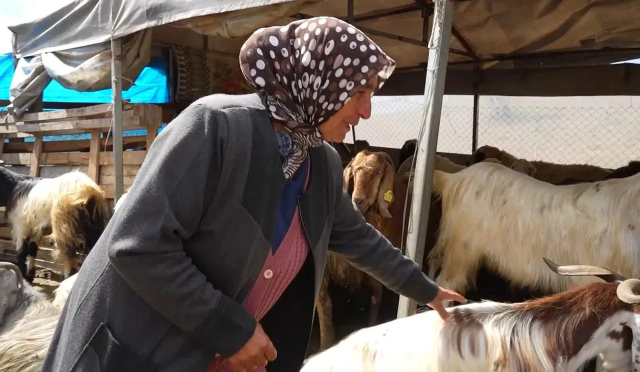 Bir kuzuyla büyüttüğü sürüsünü sabah korkunç halde buldu! Olayı gözyaşları içinde anlattı