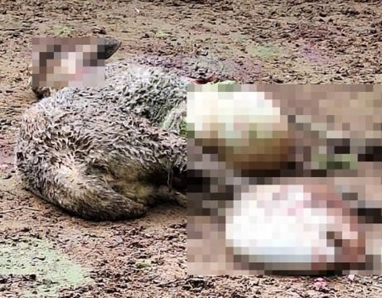 Çiftliğe kurt baskını! Kurbanlık kuzuları telef etti