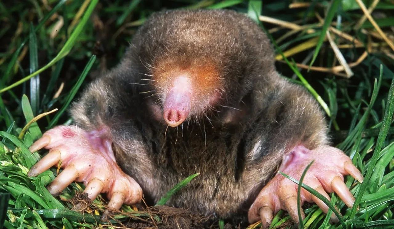 Köstebek diğer adı nedir?