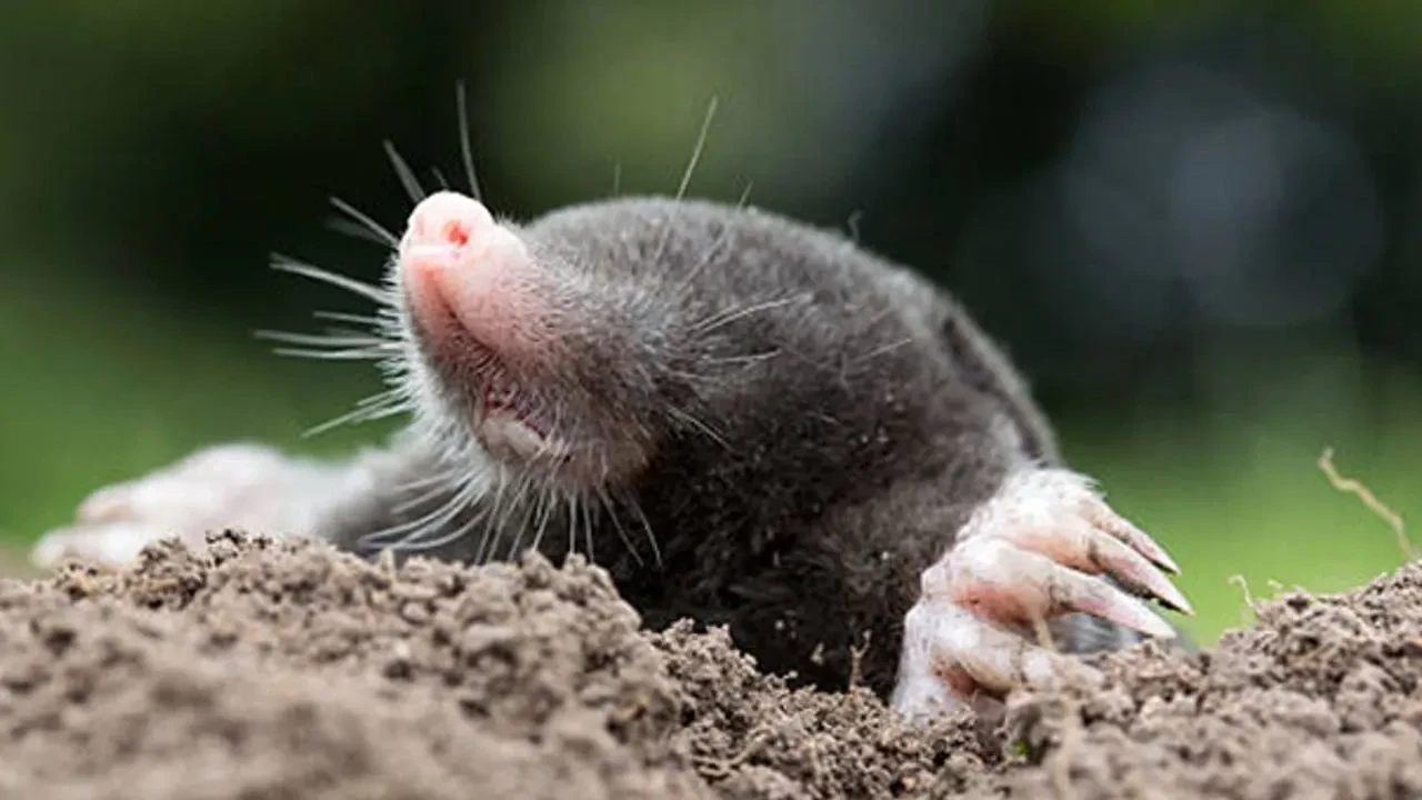 Köstebek diğer adı nedir?