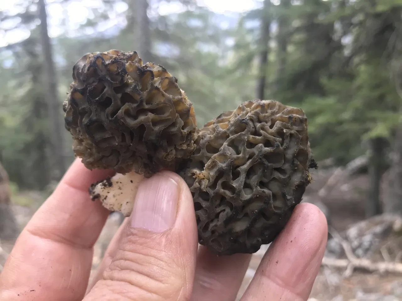 Kuzugöbeği mantarı kırmızı et fiyatı ile yarışıyor! Köylüler her yerde onu arıyor