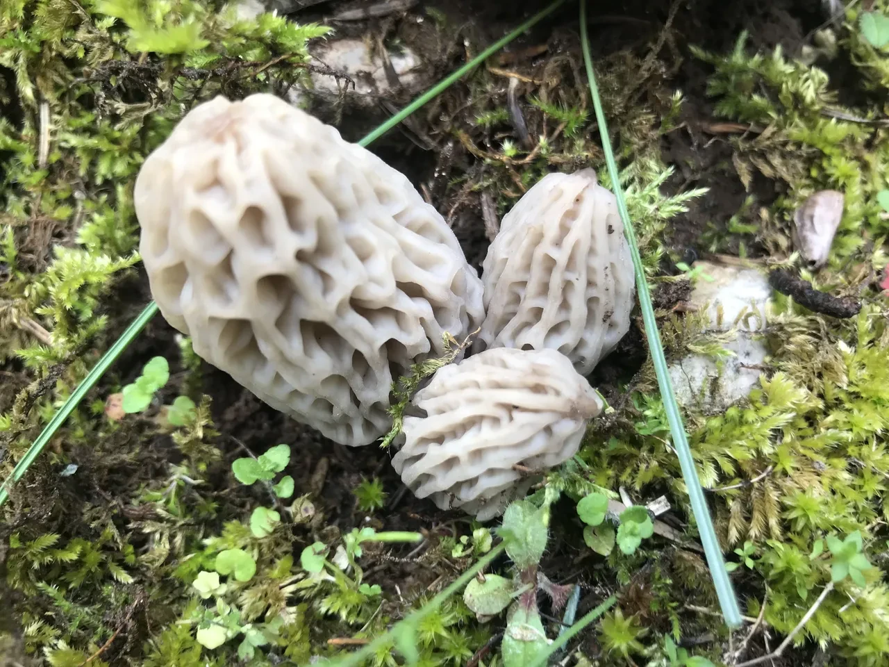 Kuzugöbeği mantarı kırmızı et fiyatı ile yarışıyor! Köylüler her yerde onu arıyor