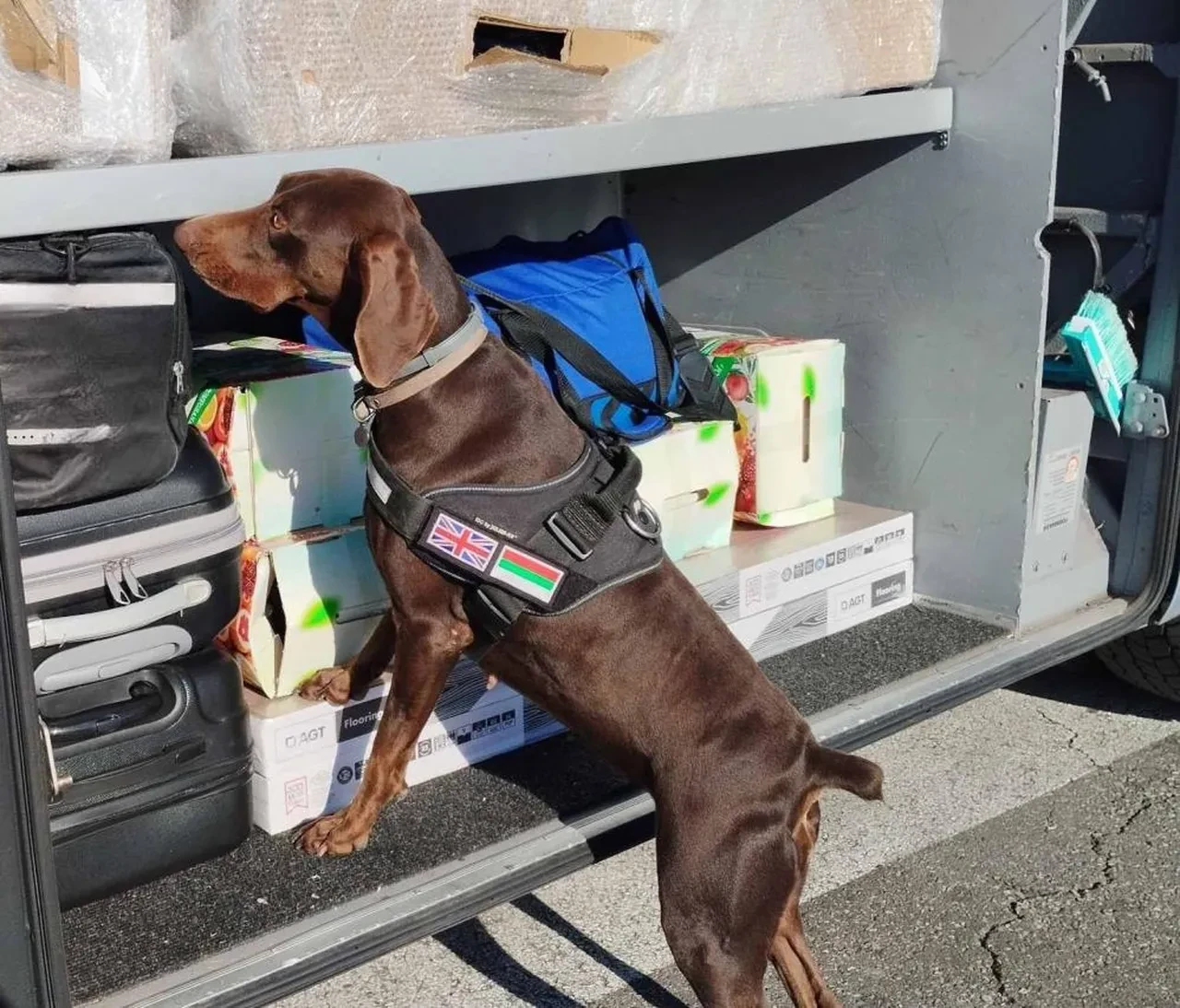 Tırın gizli bölmesinden adeta hazine çıktı! Şoför sakladı, Adel buldu